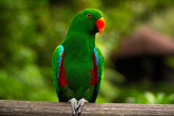 Jurong Bird Park Bird Photography - Final Thoughts: Is it Worth It?