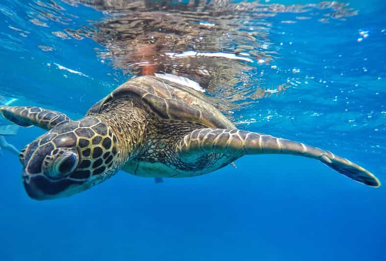Ka'anapali Beach: Coral Reef Snorkel and Turtle Spotting - Detailed Breakdown of the Experience