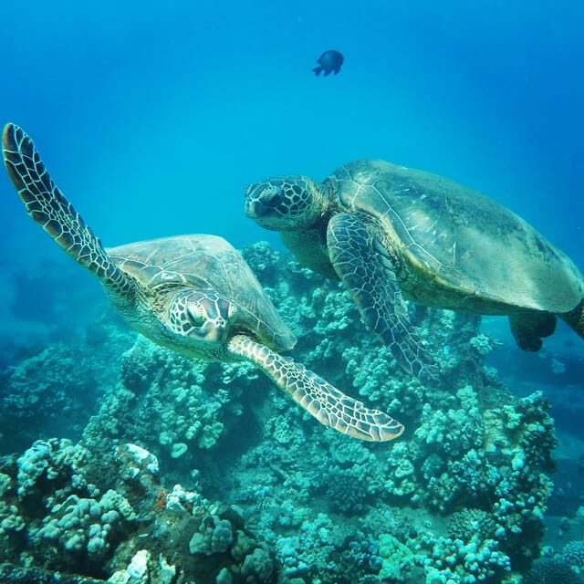 Ka'anapali Beach: Coral Reef Snorkel and Turtle Spotting - FAQ