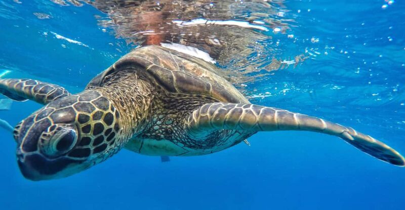 Ka'anapali Beach: Express Snorkel Trip - Final Verdict