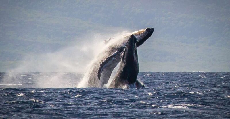 Kaanapali: Whale Watching Cruise with Open Bar - A Detailed Look at the Whale Watching Experience