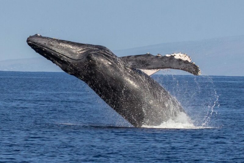 Kaanapali: Whale Watching Cruise with Open Bar - In The Sum Up