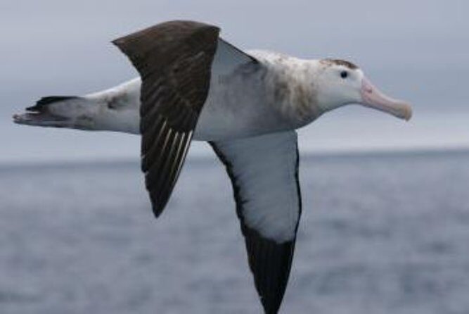 Kaikoura Albatross Encounter Tour from Christchurch - Key Points