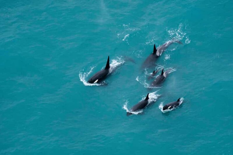 Kaikoura: Extended Flight Whale Watching & Mountain Tour - What the Tour Offers