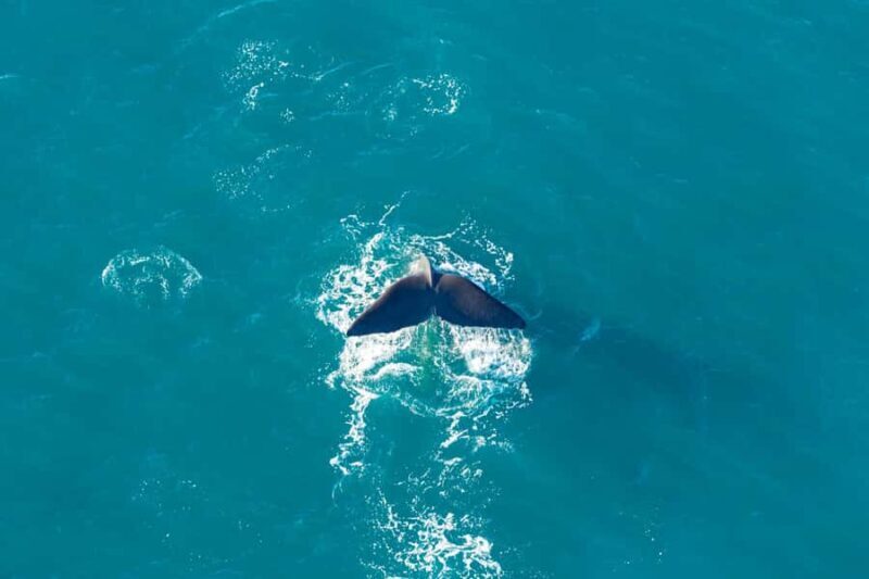 Kaikoura: Extended Flight Whale Watching & Mountain Tour - What to Keep in Mind