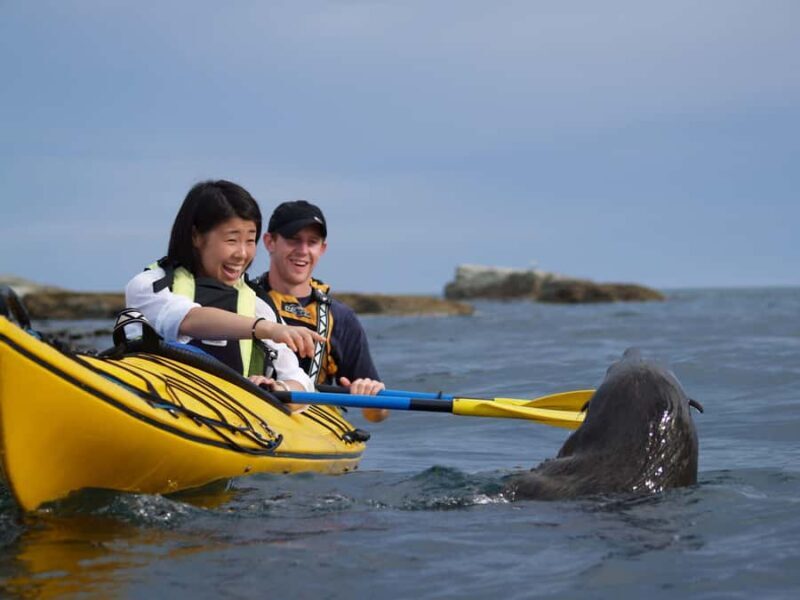 Kaikoura: Half-Day Wildlife Kayaking Tour - What the Tour Entails: A Detailed Breakdown