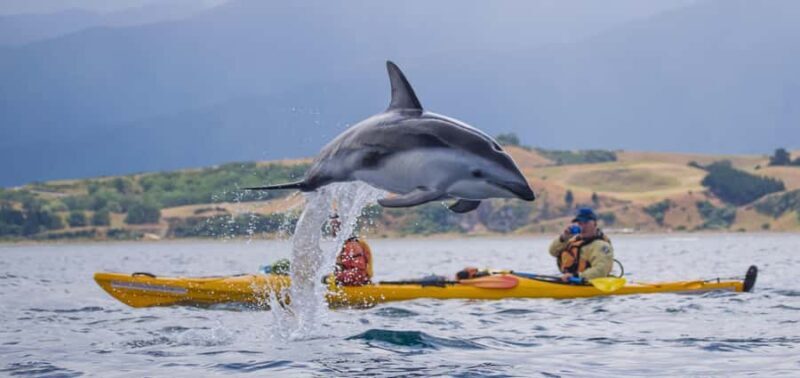 Kaikoura: Half-Day Wildlife Kayaking Tour - Practical Details: What You Need to Know