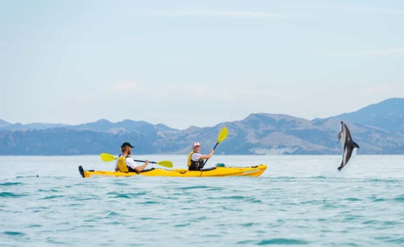 Kaikoura: Half-Day Wildlife Kayaking Tour - FAQ