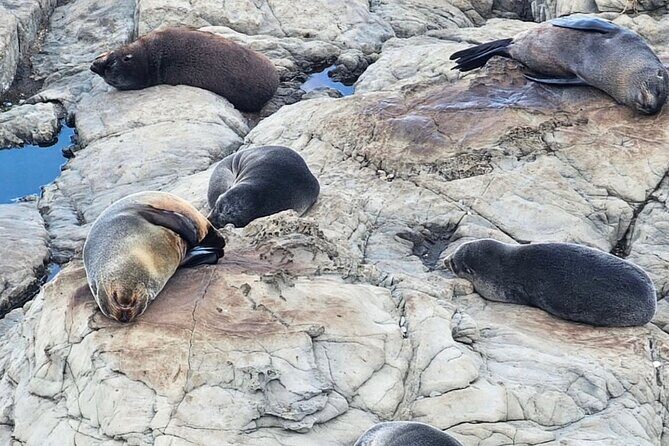 Kaikoura Private Whale Watching Day Trip from Christchurch - Value & Pricing Analysis