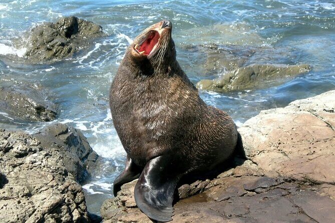 Kaikoura Private Whale Watching Day Trip from Christchurch - Authentic Experiences & Local Flavor