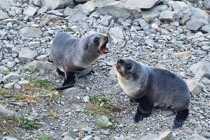 Kaikoura Private Whale Watching Day Trip from Christchurch - Who Will Love This Tour?