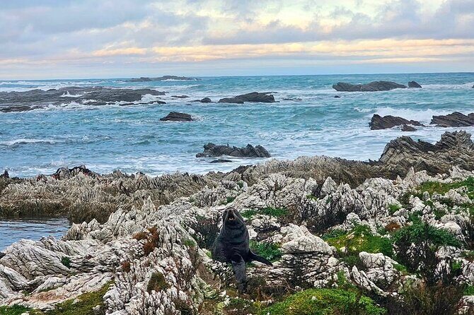 Kaikoura Private Whale Watching Day Trip from Christchurch - Final Thoughts: Is This the Right Choice?