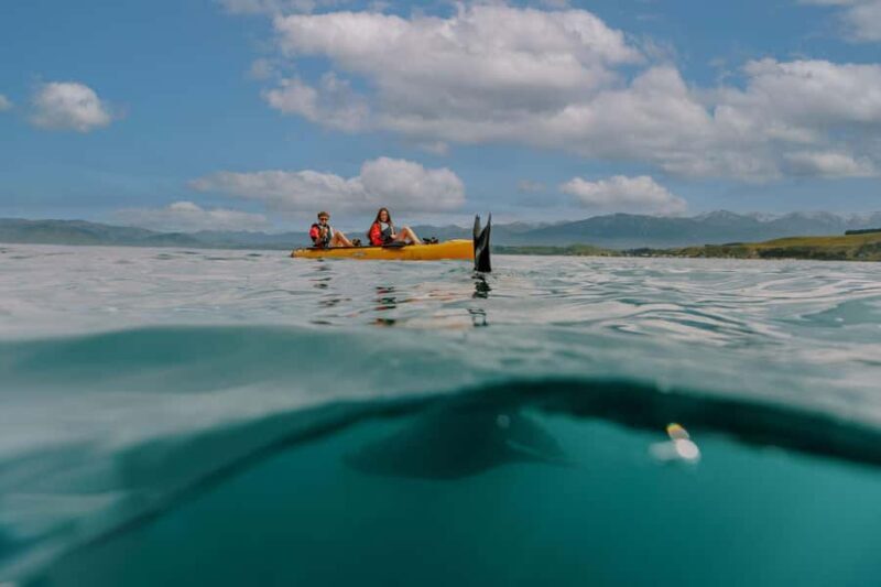Kaikoura: Seal-Watching Pedal Kayak Tour - The Experience in Detail