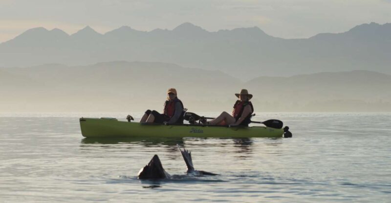 Kaikoura: Seal-Watching Pedal Kayak Tour - FAQ