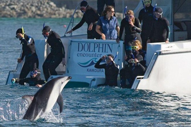 Kaikoura Swim with Dolphins Tour from Christchurch - Key Points