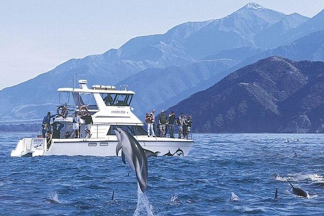 Kaikoura Swim with Dolphins Tour from Christchurch - An In-Depth Look at the Kaikoura Dolphin Swim Tour