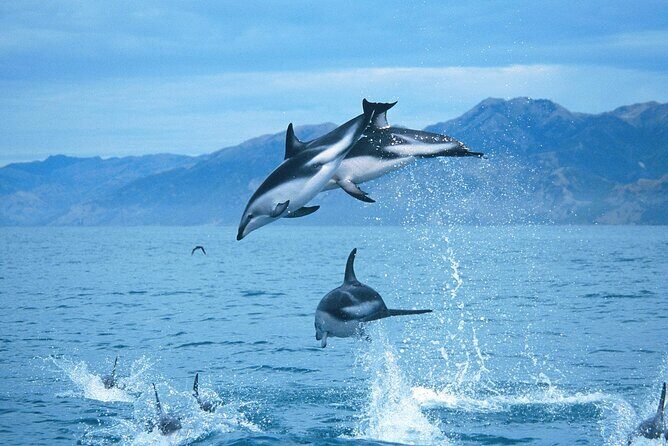 Kaikoura Whale and Dolphin Overnight Tour from Christchurch - An Introduction to the Experience