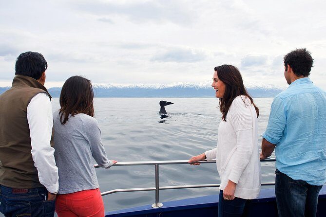 Kaikoura Whale Watch Day Tour from Christchurch - The Itinerary in Detail