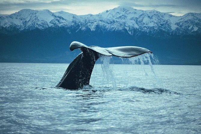 Kaikoura Whale Watch Day Tour from Christchurch - Practical Tips for Travelers