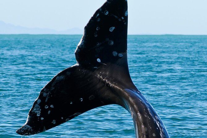 Kaikoura Whale Watch Day Tour from Christchurch - Who Should Consider This Tour?