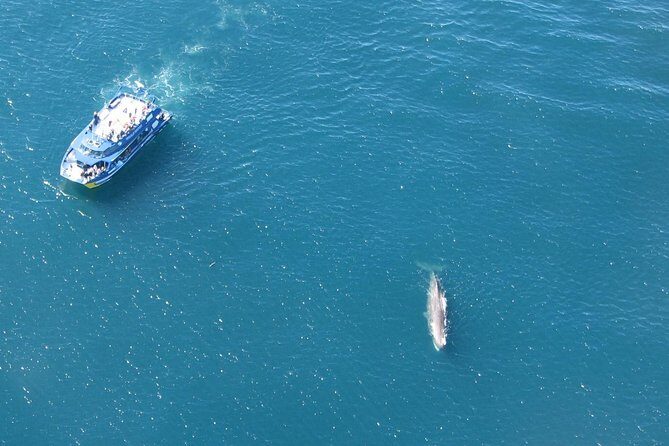 Kaikoura Whale Watch Day Tour from Christchurch - FAQ