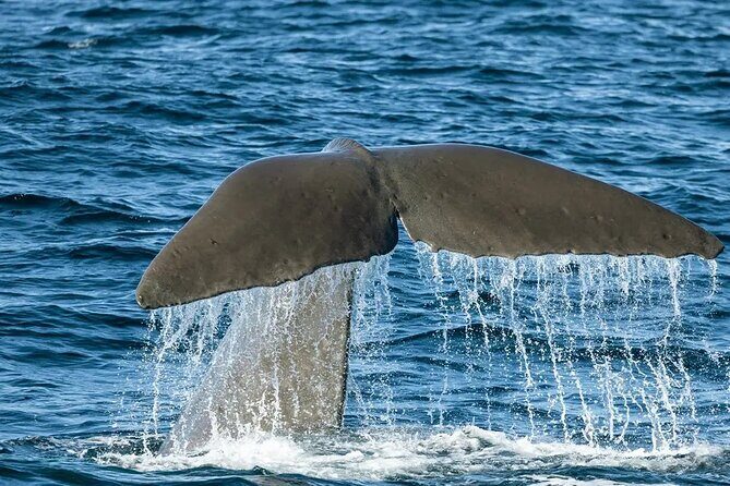 Kaikoura Whale Watch Day Tour from Christchurch including Coastal Pacific Train - What the Guides and Reviews Say
