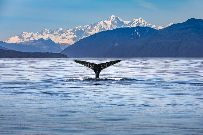 Kaikoura Whale Watch Tour from Christchurch - Small Group - Key Points