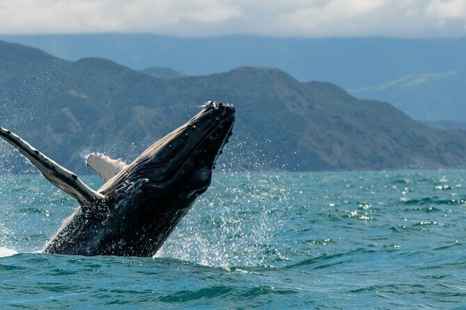 Kaikoura Whale Watch Tour from Christchurch - Small Group - An In-Depth Look at the Tour Experience