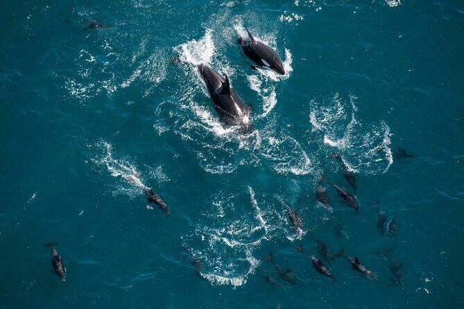 Kaikoura Whale Watching - 45 Minute Ocean Safari - The Bottom Line