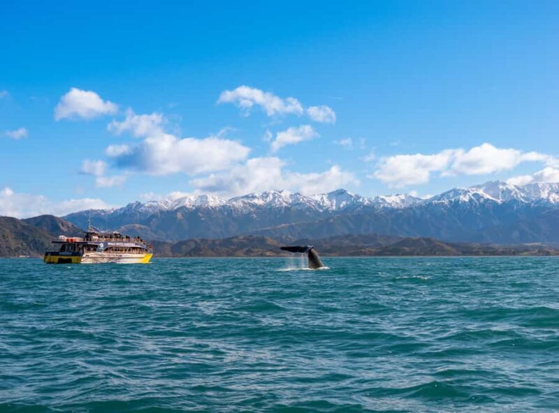 Kaikoura: Whale Watching Cruise - Who Should Consider This Tour?