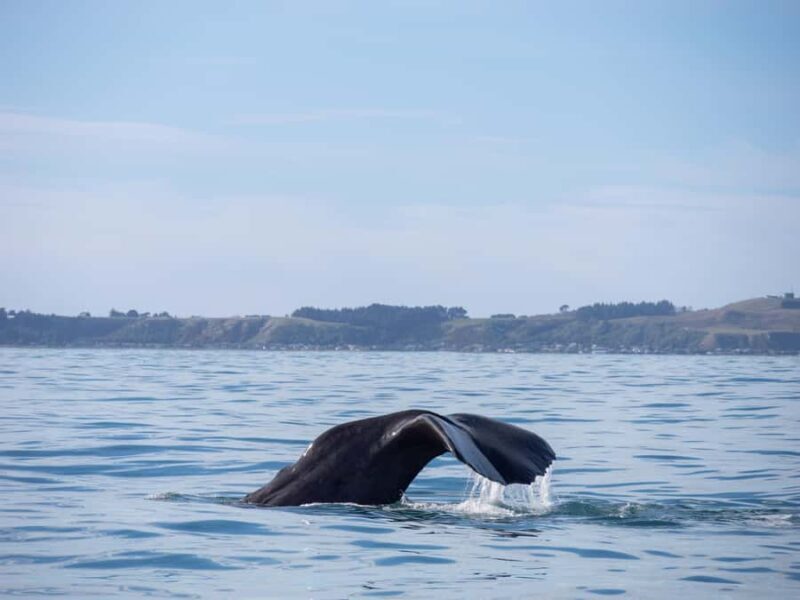 Kaikoura: Whale Watching Cruise - The Sum Up