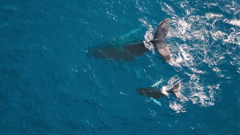 Kaikoura: Whale Watching Flight with Commentary - The Experience: What You Can Expect from the Flight