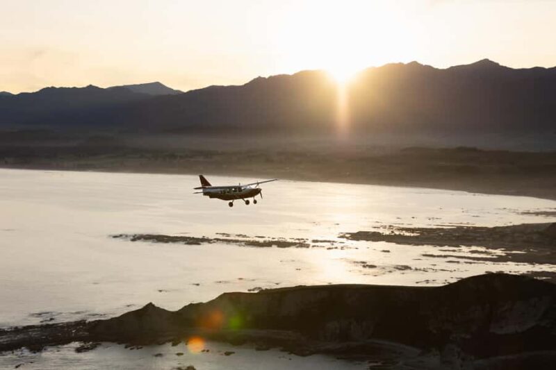 Kaikoura: Whale Watching Flight with Commentary - The Value and Practicalities