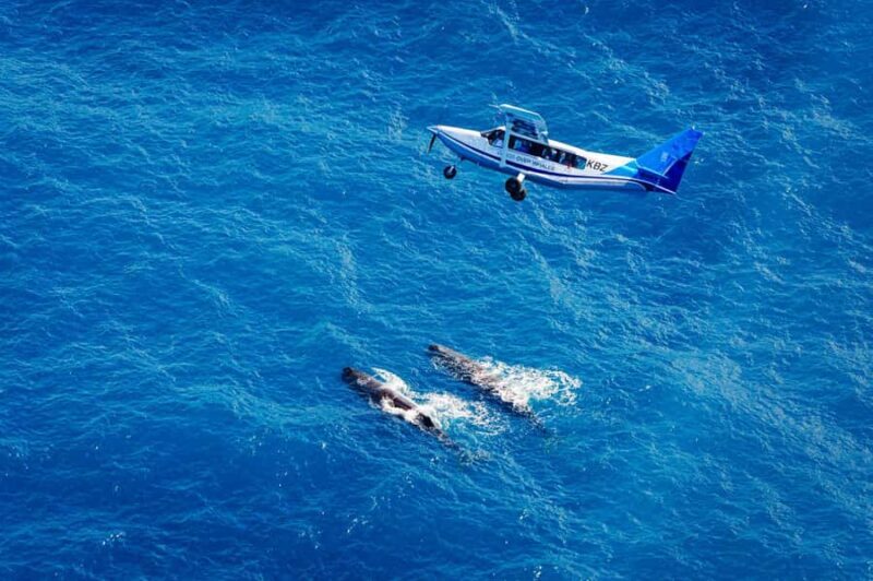 Kaikoura: Whale Watching Flight with Guided Commentary - The Experience in Detail: What to Expect