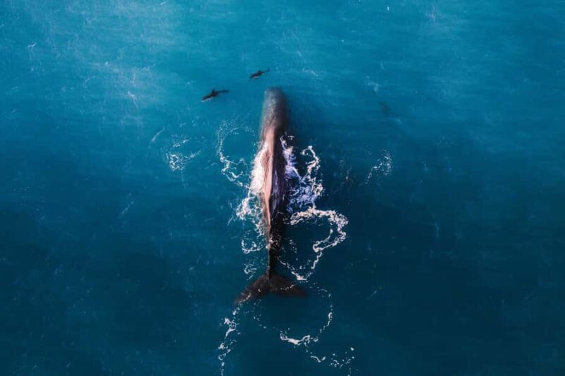 Kaikoura: Whale Watching Flight with Guided Commentary - Who Will Love This?