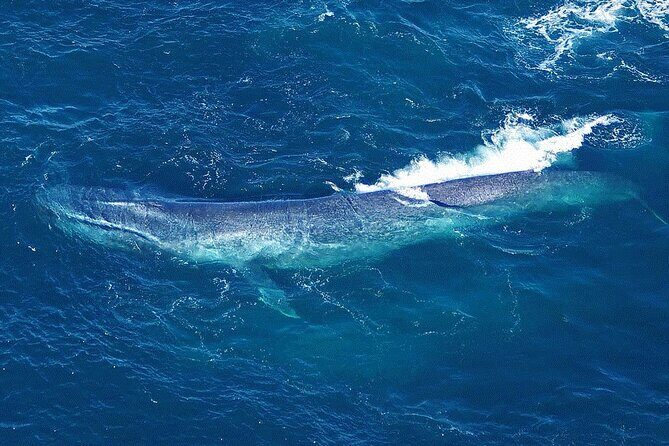 Kaikoura Whales - Key Points