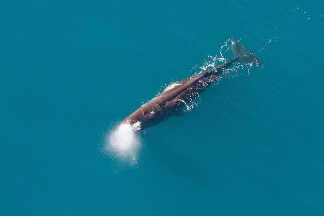 Kaikoura Whales - An Overview of the Experience