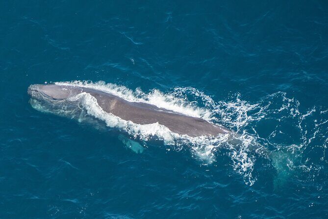 Kaikoura Whales - Kaikoura: Spotting the Giants and Wildlife
