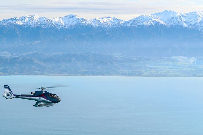 Kaikoura Whales - Final Thoughts