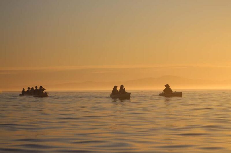 Kaikura: Kayak Sunset Tour with Seal Sightings - Authentic Reviews: What Others Are Saying