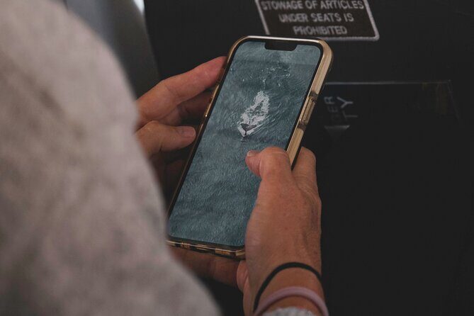 Kaikura Whale Watching and Scenic Landing - 1hr Premier Tour - Practical Details