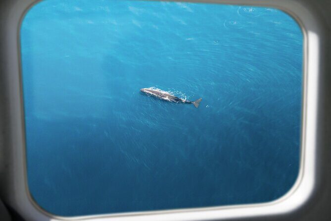 Kaikura Whale Watching Scenic Flight (40 Minutes) - The Sum Up: Who Is This Tour For?