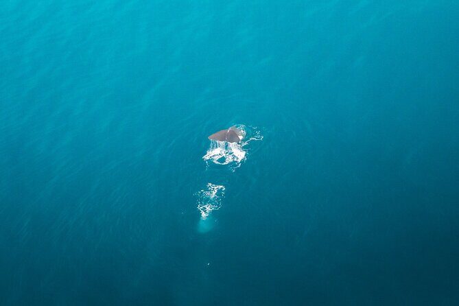 Kaikura Whale Watching Scenic Flight (40 Minutes) - FAQ Section