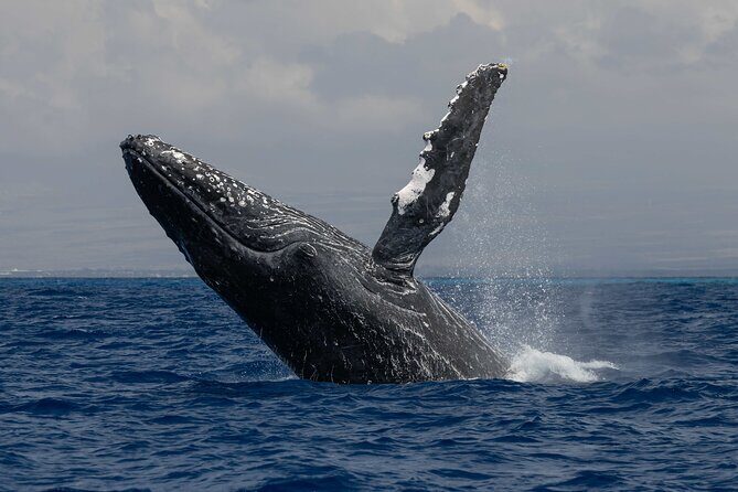 Kailua-Kona Adventure Whale Watch - Value for Money