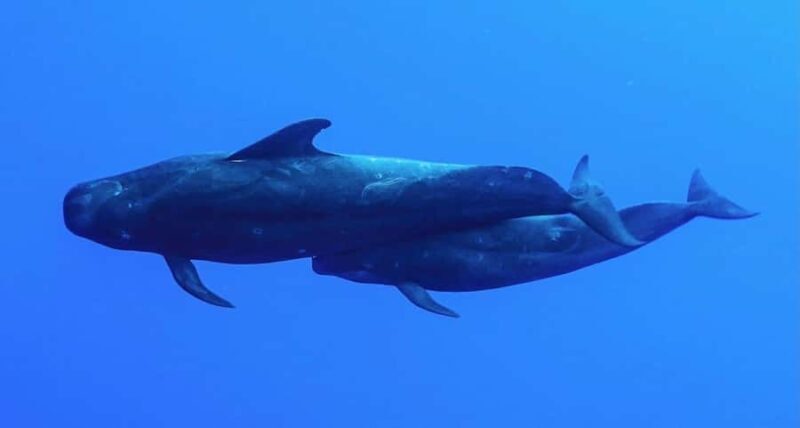 Kailua-Kona: Aquatic Safari Snorkeling Adventure - Key Points