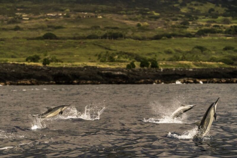 Kailua-Kona: Big Island Morning Snorkeling Tour with Lunch - Practical Details and Tips