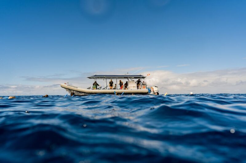 Kailua-Kona: Big Island Morning Snorkeling Tour with Lunch - The Sum Up: Who Is This Tour Perfect For?