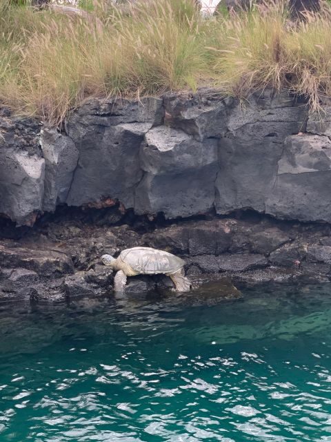 Kailua-Kona: Captain Cook Reef Catamaran Day Trip with Lunch - The Itinerary and What to Expect