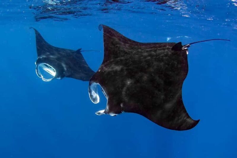 Kailua Kona: Dolphin, Sea Cave and Captain Cook Snorkel Tour - Authentic Experiences and Reviews