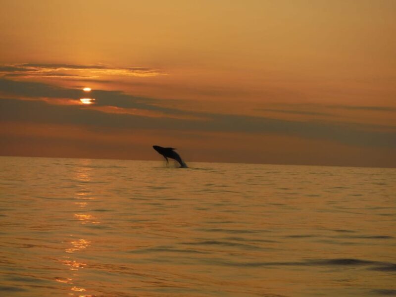 Kailua-Kona: Dolphin Watch & Double-Reef Snorkel Tour - What to Expect on the Tour
